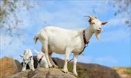 تحقیق پرورش گوسفند، بز، بره، تغذیه، بیماری ها و واکسن های مربوطه